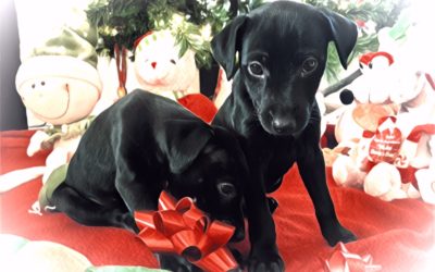 Looking for a good Christmas present? Adopt one of these puppies!